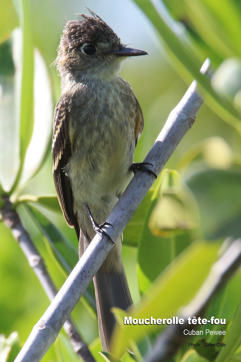 Cuban Pewee - ML476498231