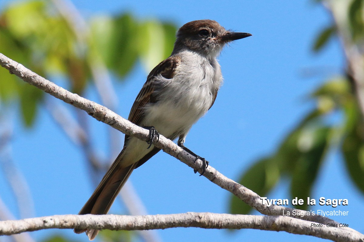 La Sagra's Flycatcher - ML476498251