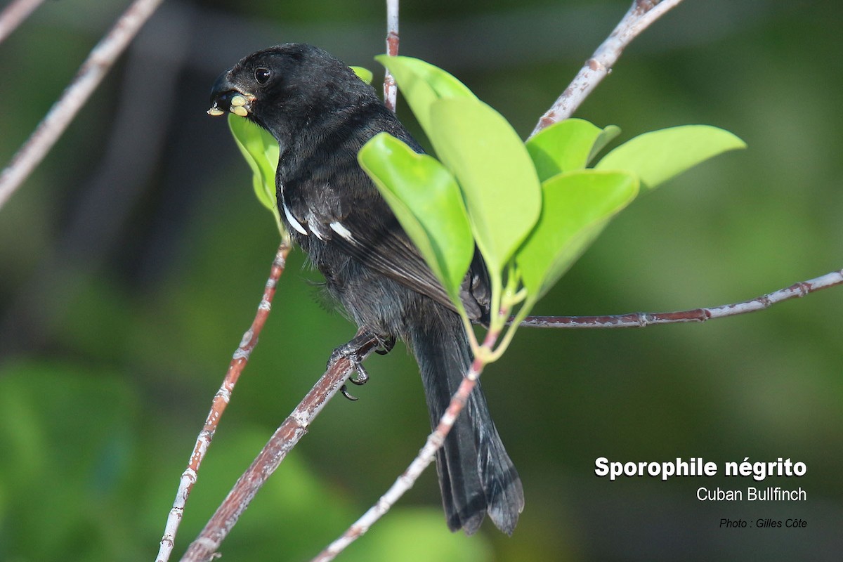 Cuban Bullfinch - ML476498491