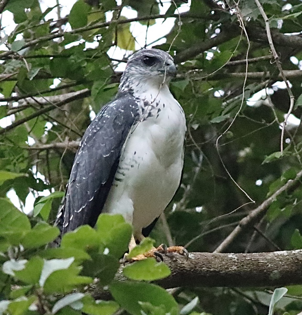 Gray-backed Hawk - ML476498831