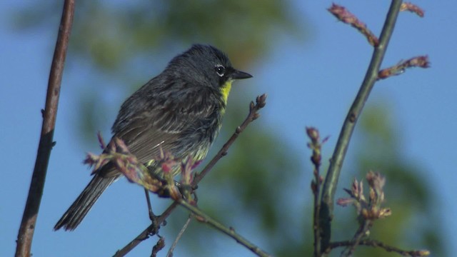 Kirtland's Warbler - ML476499