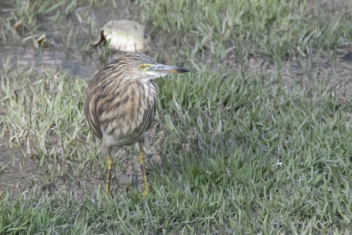 Indian Pond-Heron - Miguel Rouco