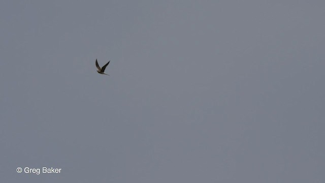 Collared Pratincole - ML476501151