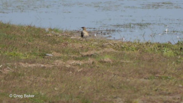 Өнгөт хөгт - ML476501171