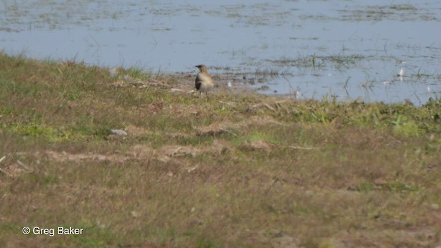 Collared Pratincole - ML476501171