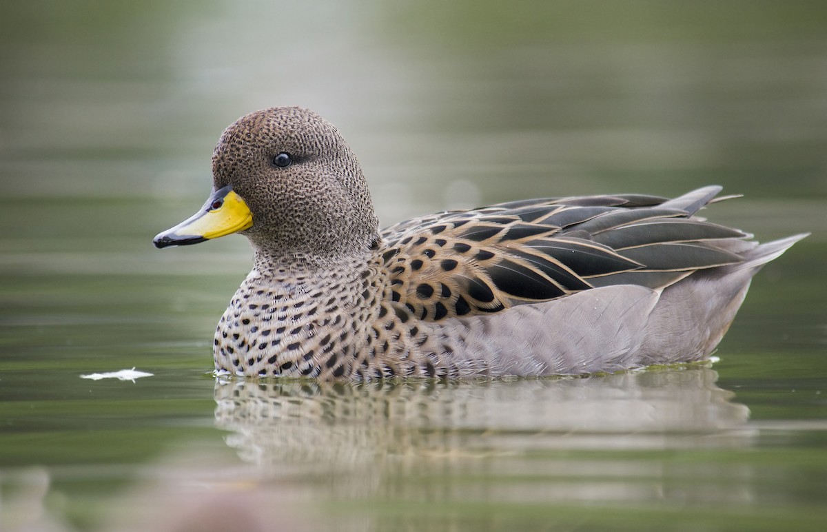 Yellow-billed Teal - Mariano  Ordoñez