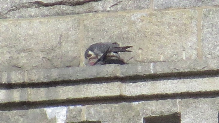 Peregrine Falcon - Ed Hoopes