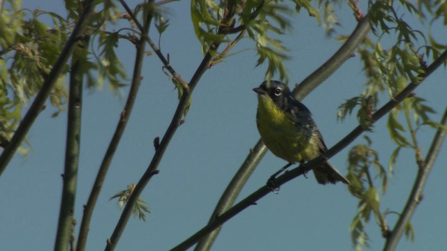 Kirtland's Warbler - ML476504