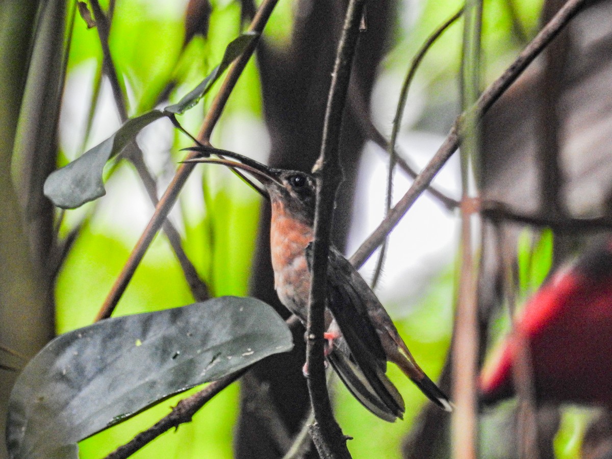 Bronzy Hermit - Thomas Schultz