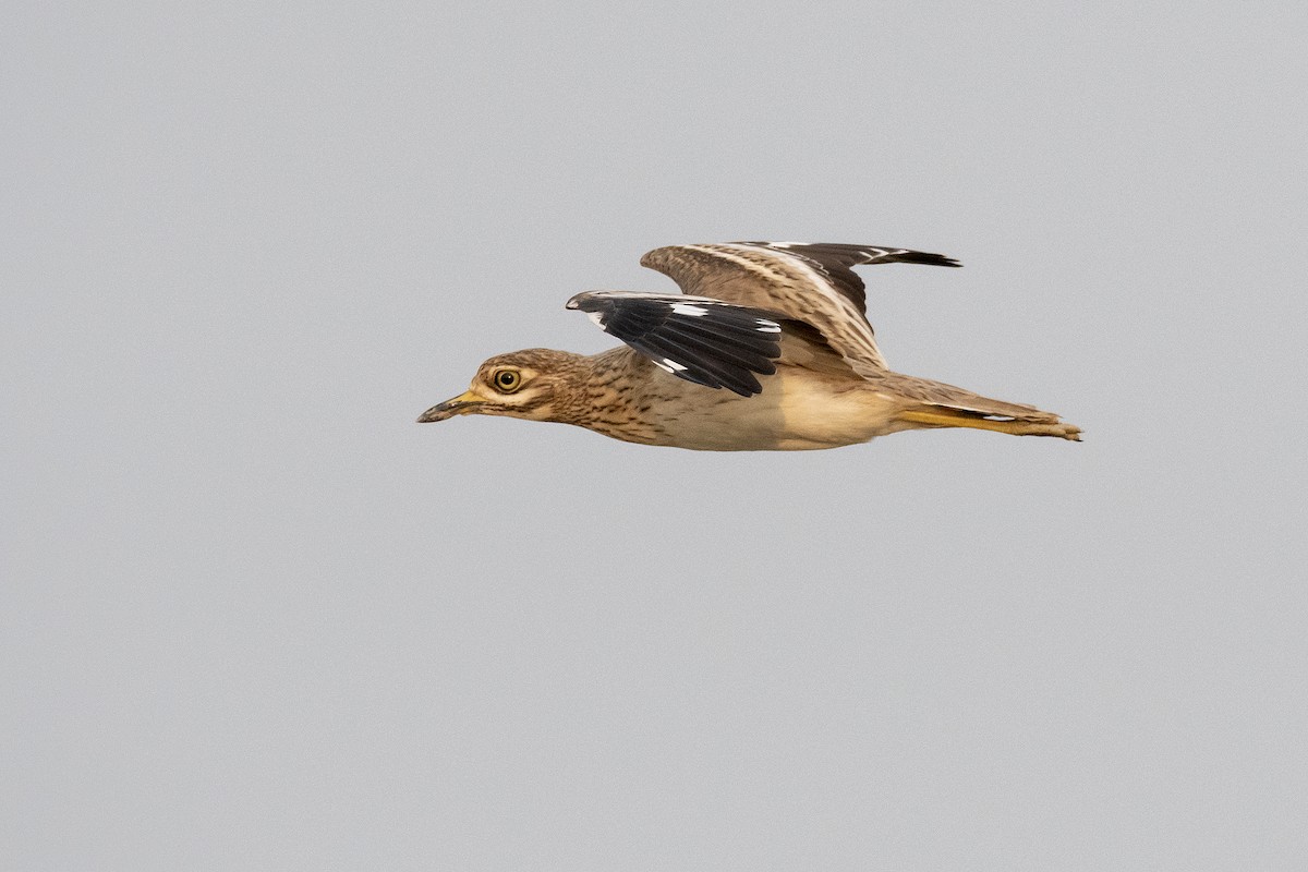 Indian Thick-knee - ML476504131