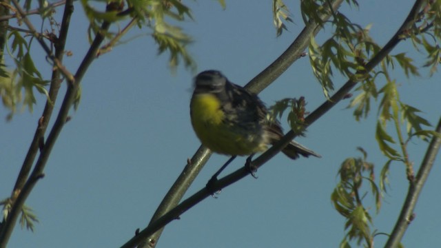 Kirtland's Warbler - ML476505