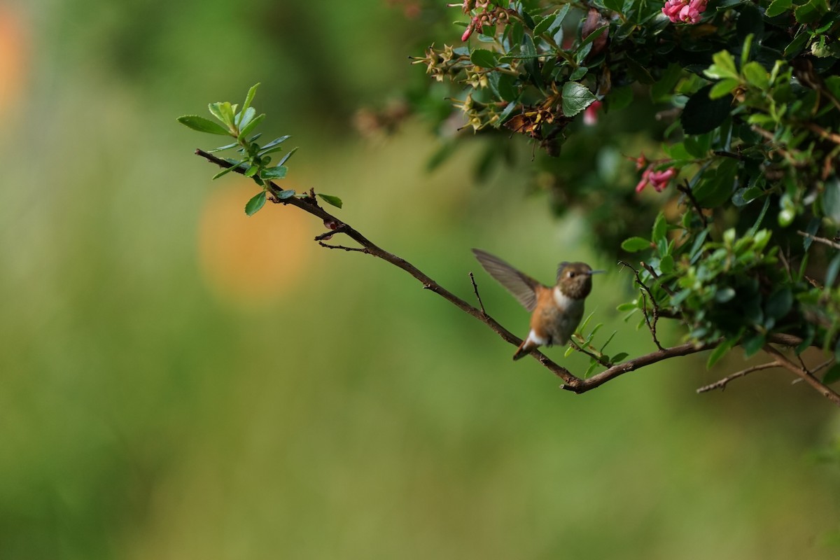 Rufous/Allen's Hummingbird - ML476505111