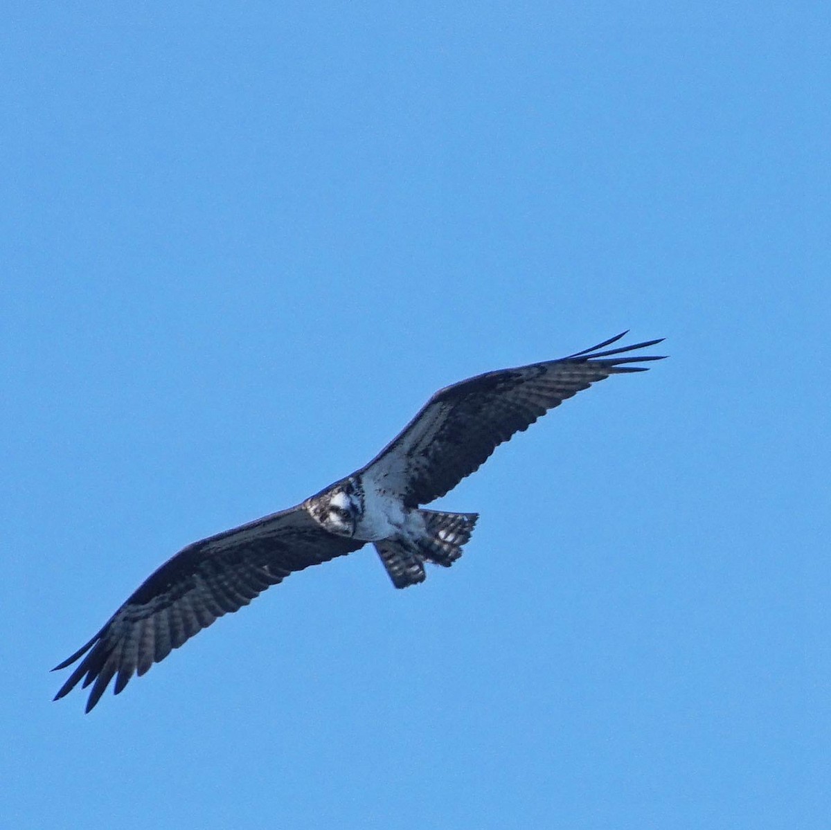 Balbuzard pêcheur - ML476505141