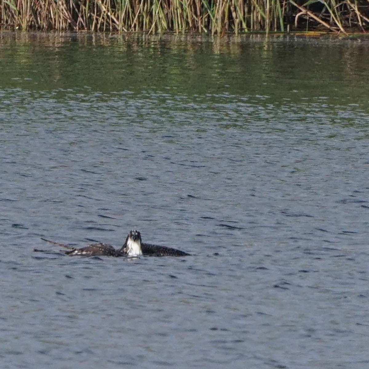 Balbuzard pêcheur - ML476505161