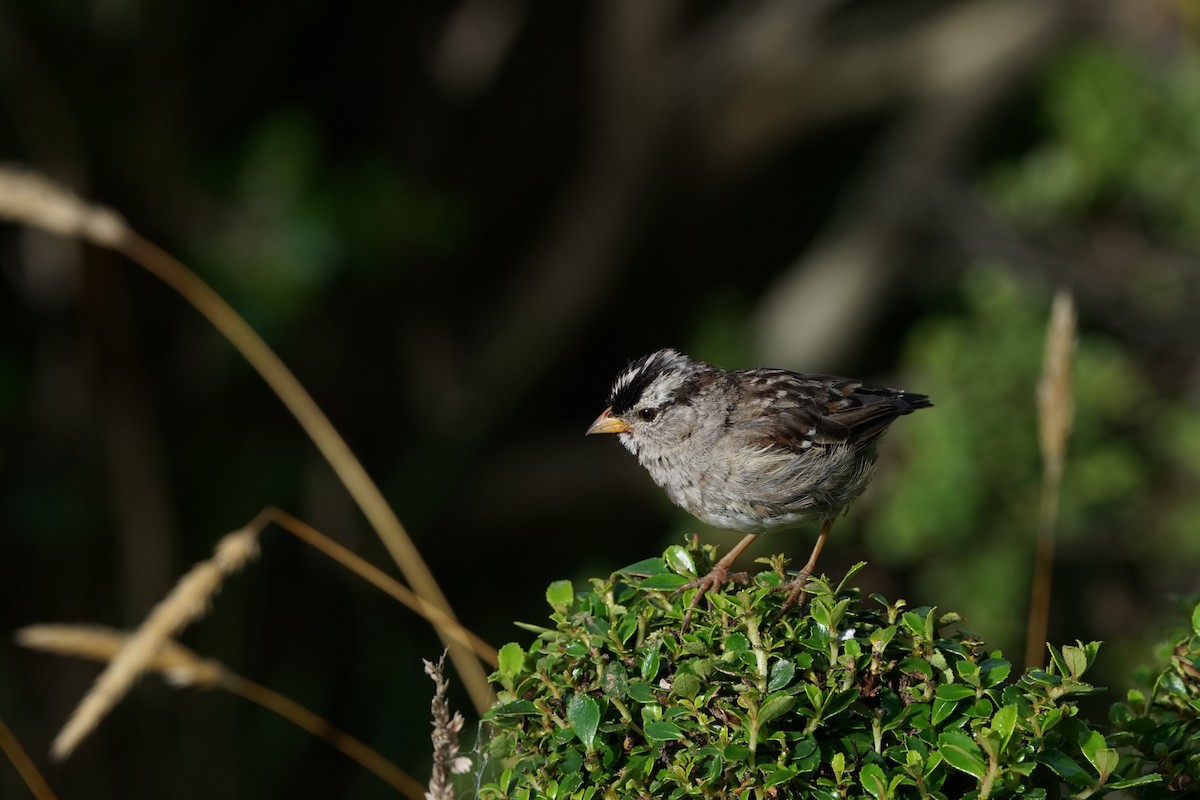 White-crowned Sparrow - ML476505321