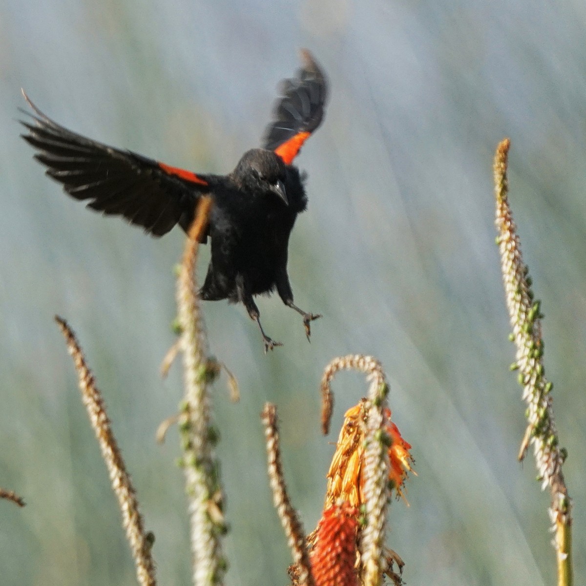 Red-winged Blackbird - ML476505361