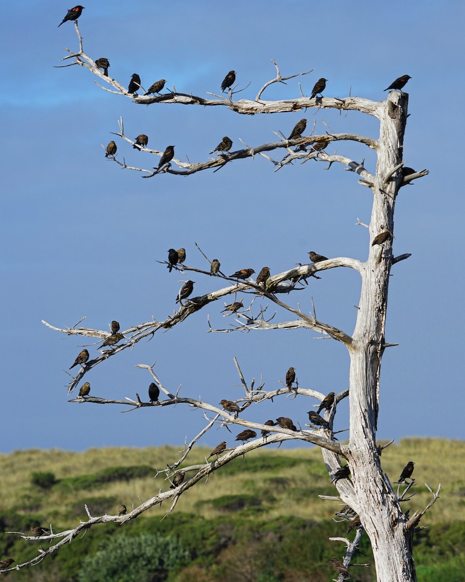 Red-winged Blackbird - ML476505371