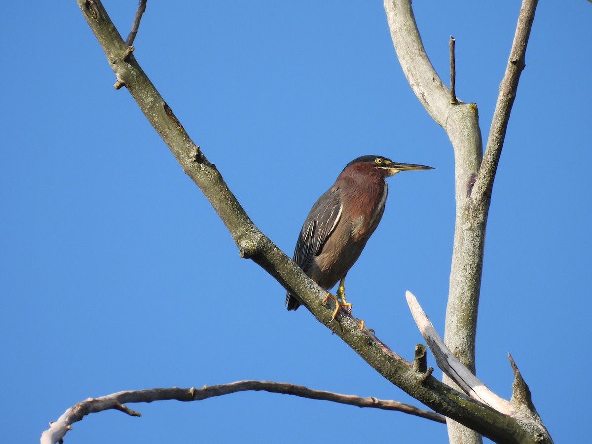 Green Heron - ML476505381