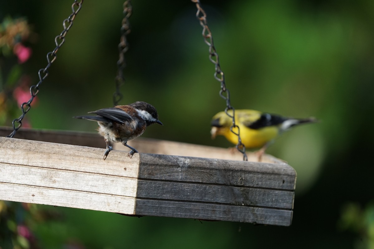 Chestnut-backed Chickadee - ML476505431