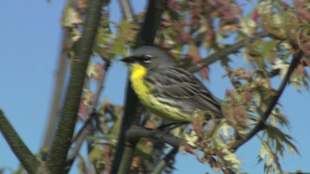 Kirtland's Warbler - ML476506