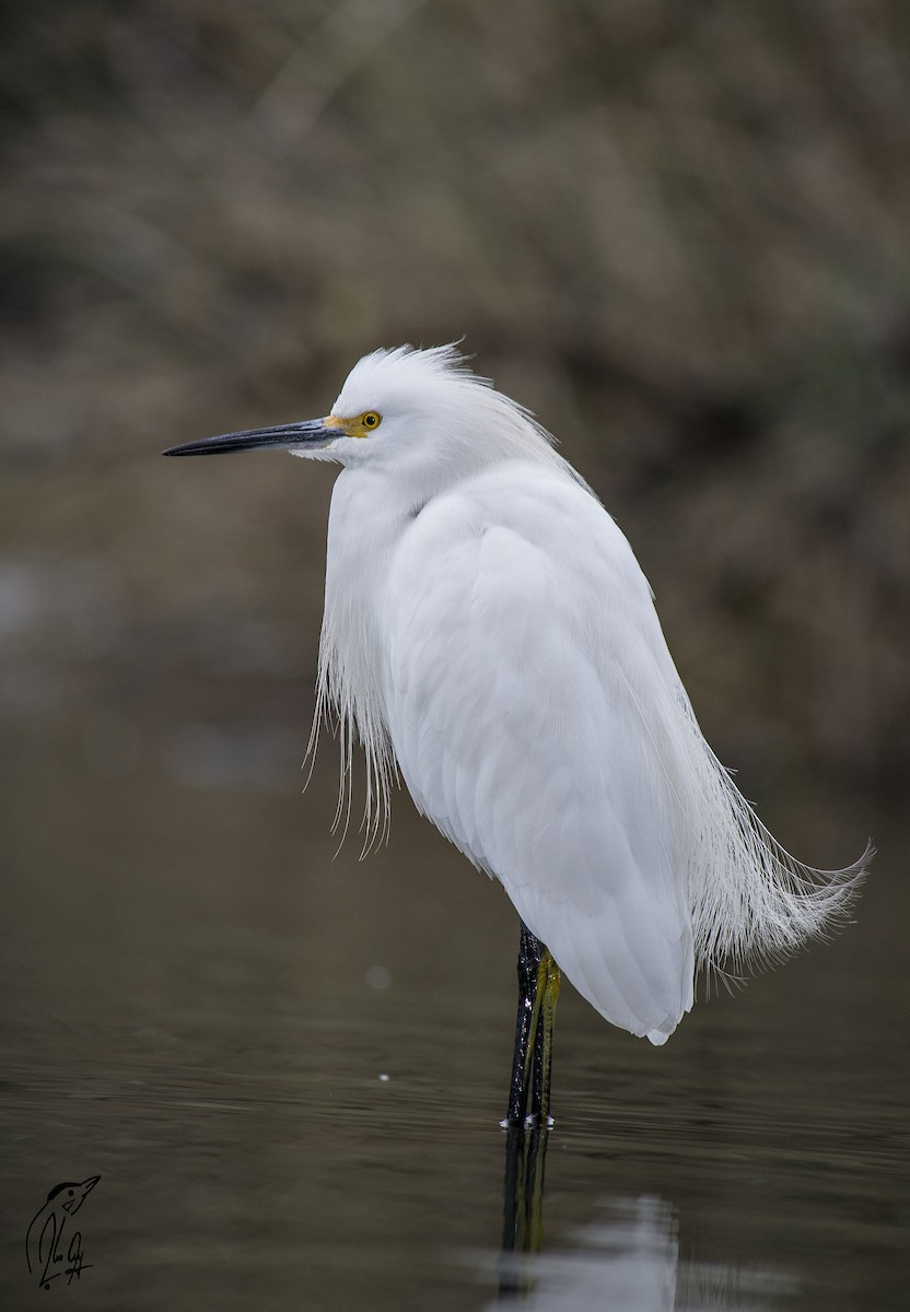 Snowy Egret - ML47650681