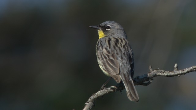 Kirtland's Warbler - ML476507