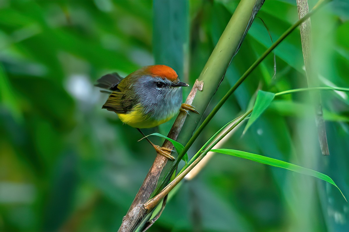 Broad-billed Warbler - ML476507351