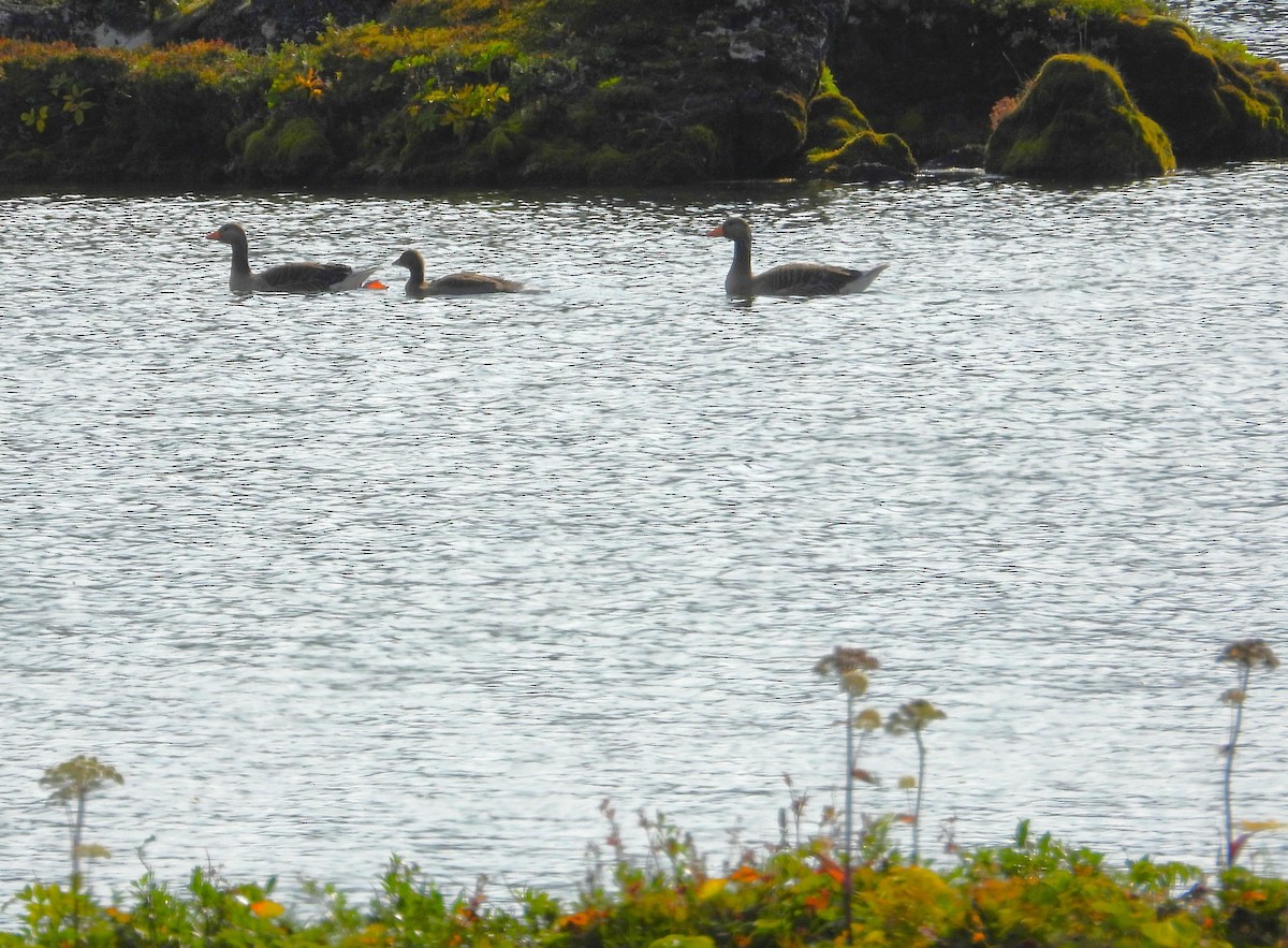 灰雁(anser) - ML476508831