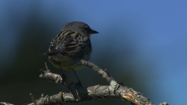 Kirtland's Warbler - ML476509