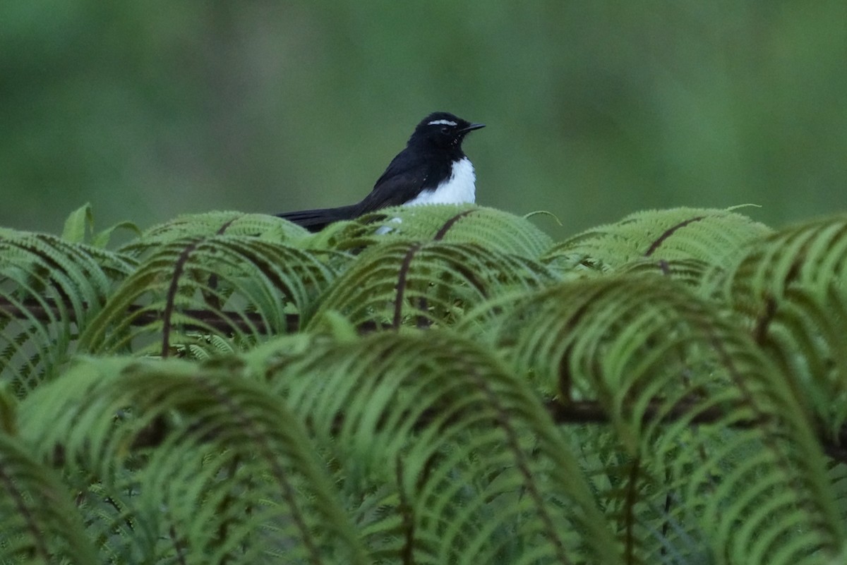 Willie-wagtail - Christopher Carlson