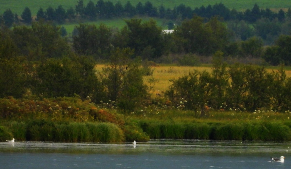 Black-headed Gull - ML476509931