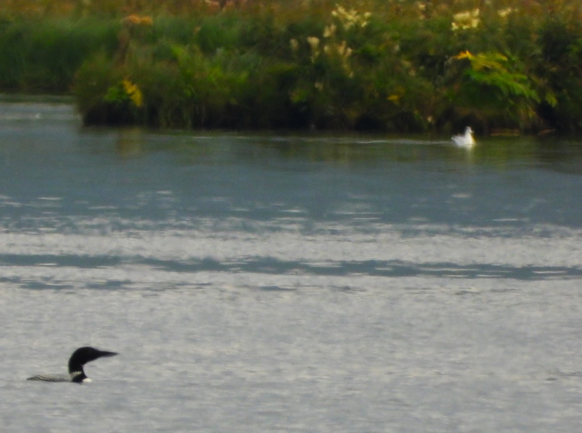 Common Loon - ML476510001