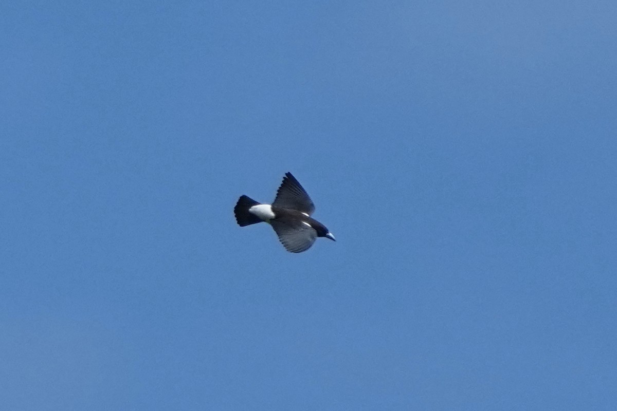 Great Woodswallow - Christopher Carlson