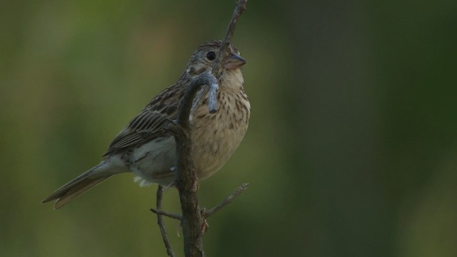 Vesper Sparrow - ML476512