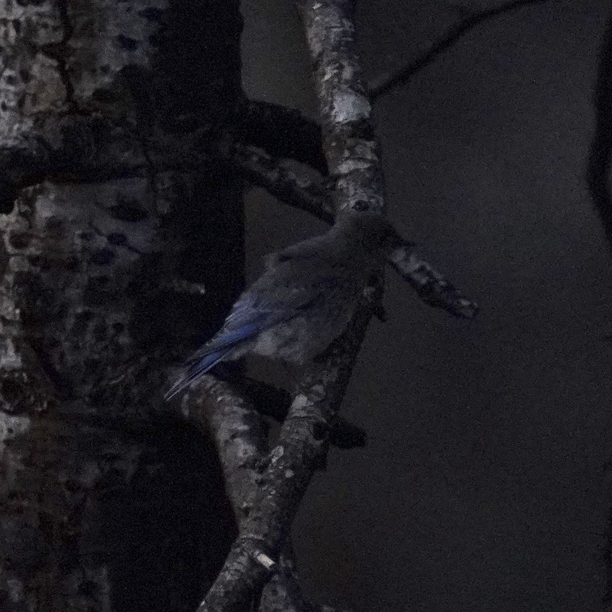 Mountain Bluebird - Eric Bashor