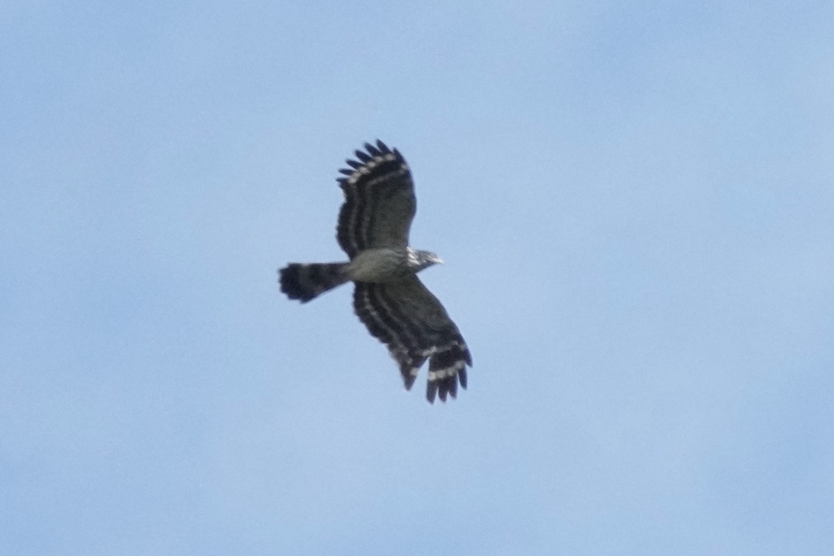 Long-tailed Honey-buzzard - ML476514721