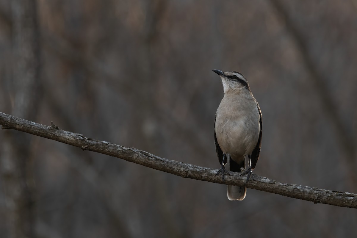 Camposspottdrossel - ML476517131