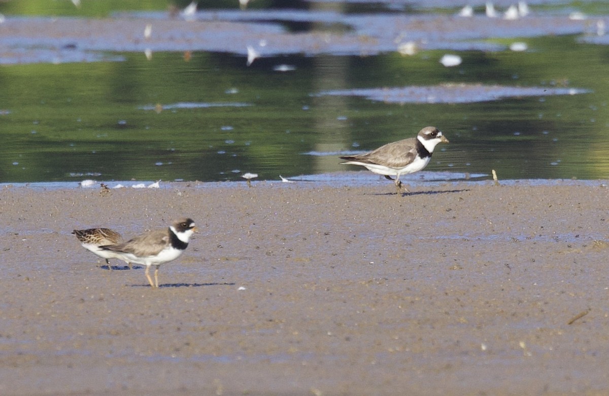 Semipalmated Plover - ML476517661