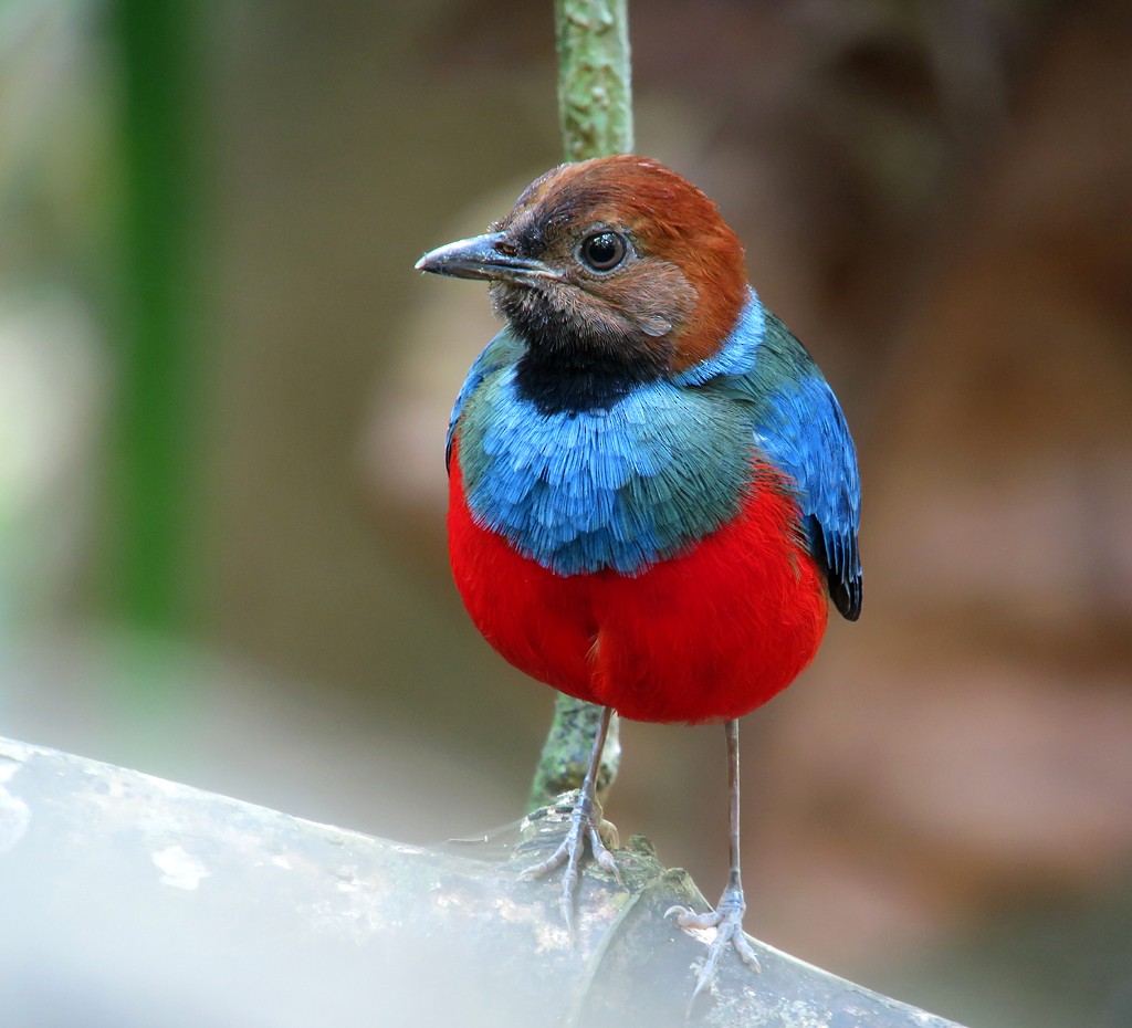 Philippine Pitta - Wayne Gillatt