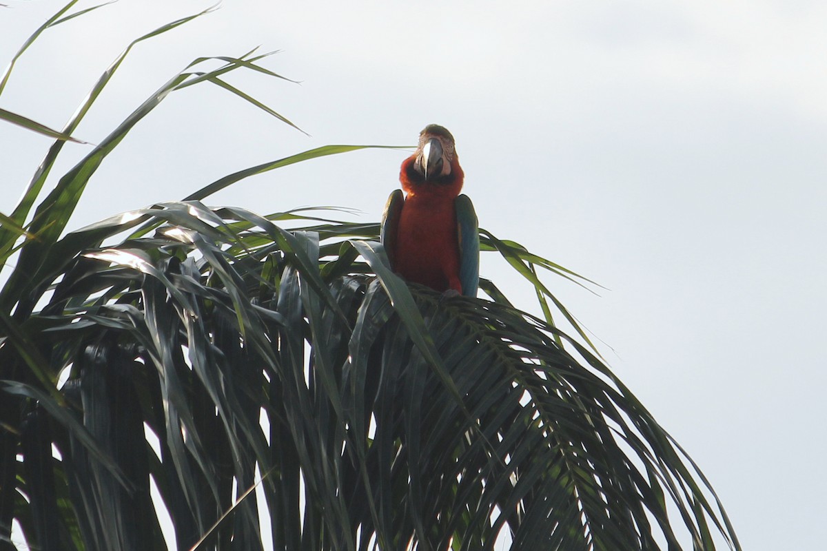 Guacamayo sp. - ML476521301