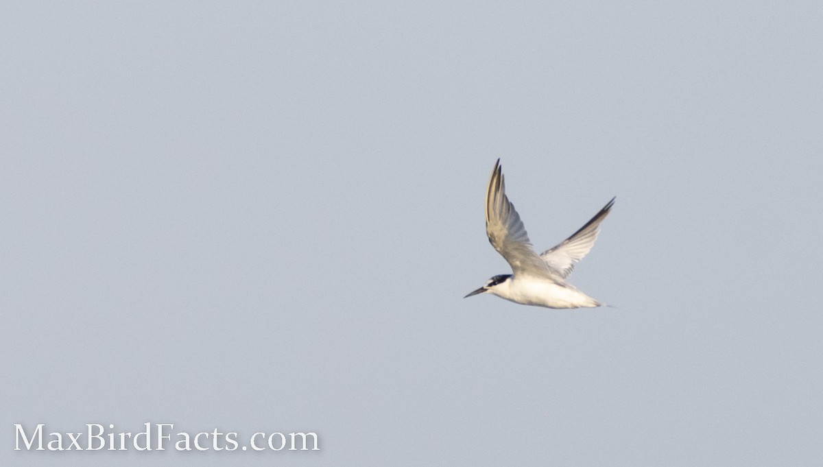 Least Tern - ML476523111