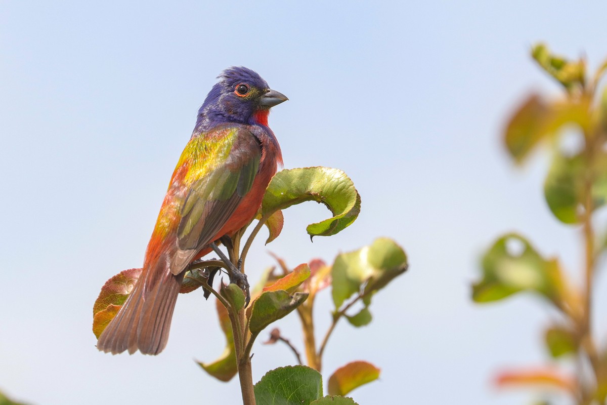 Painted Bunting - Martina Nordstrand