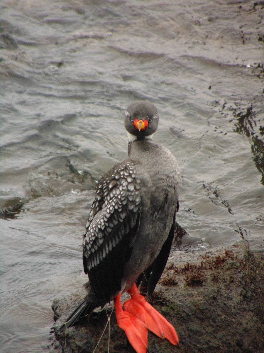 Red-legged Cormorant - Arturo Padilla