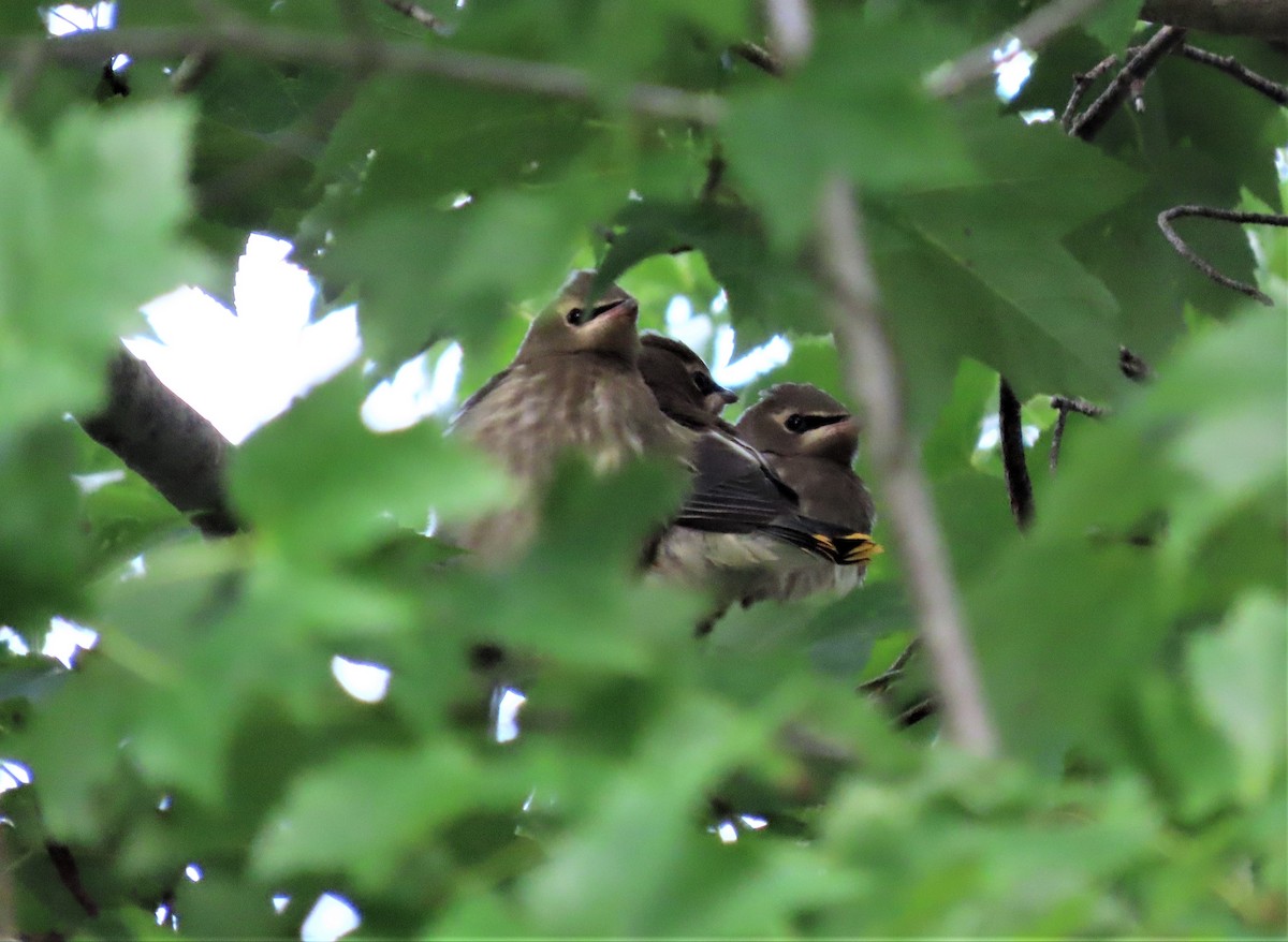 Cedar Waxwing - tom aversa