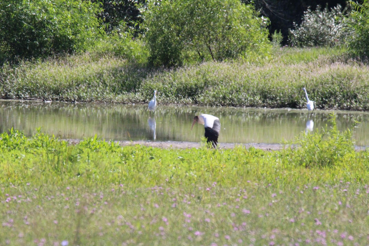 Wood Stork - Robin Desrochers