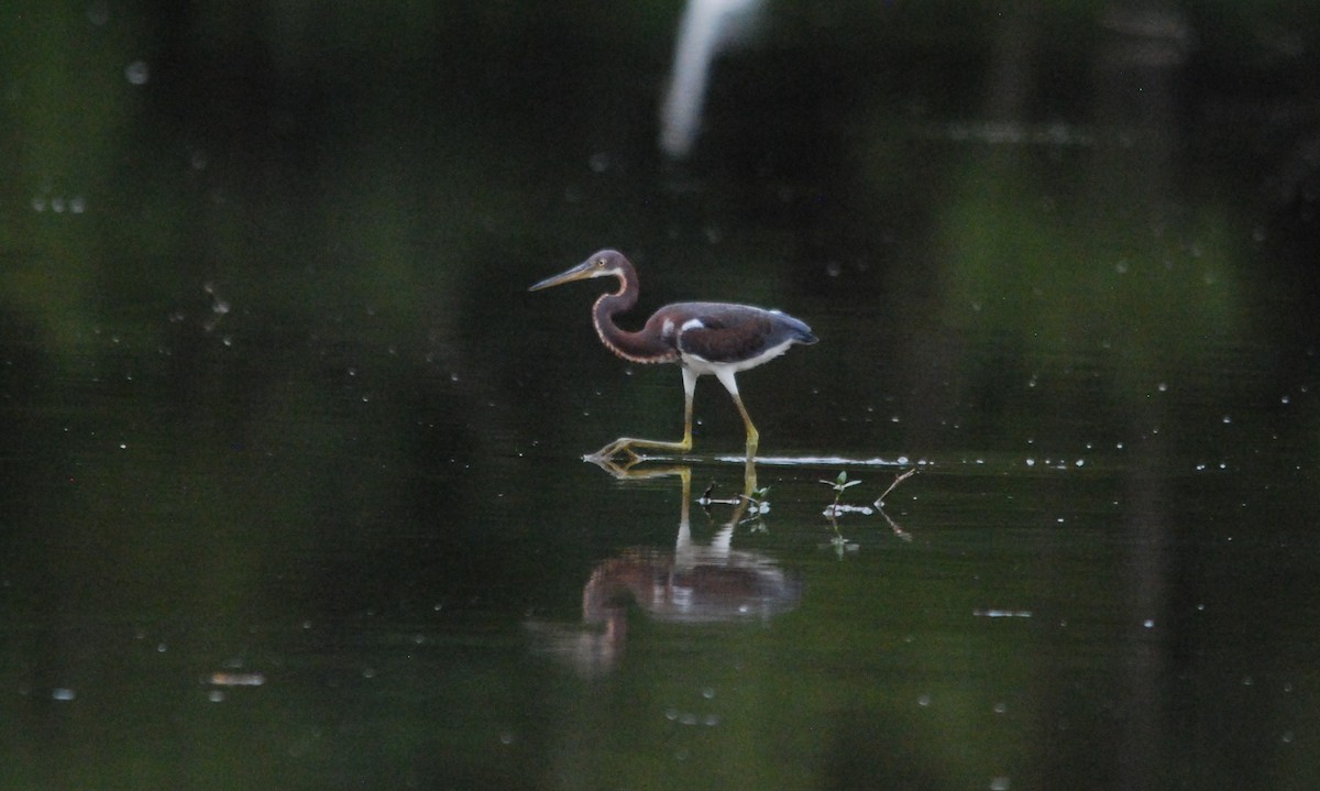 Tricolored Heron - ML476529351