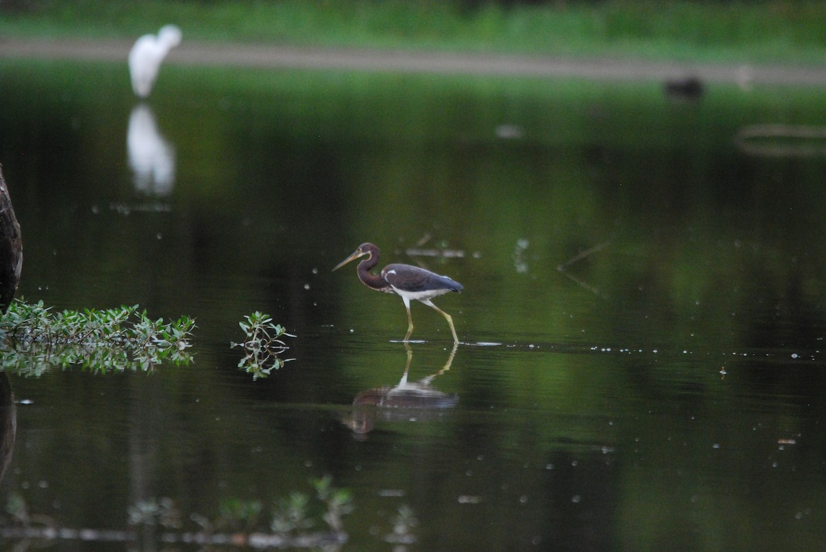 Tricolored Heron - ML476529361