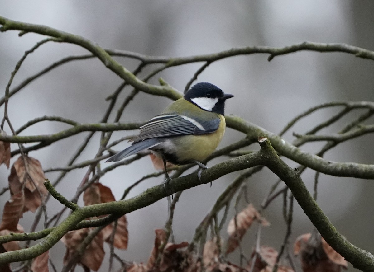 Great Tit (Great) - ML476529971