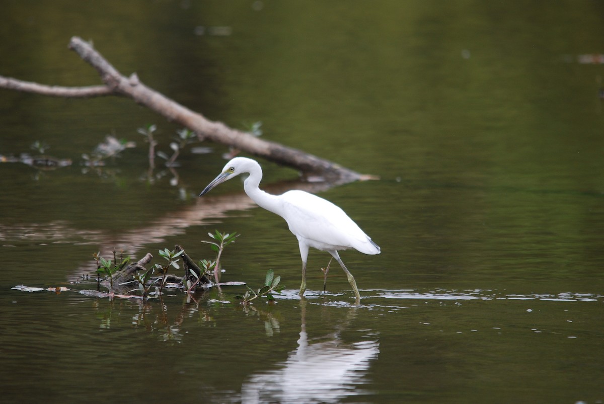 Little Blue Heron - ML476530351