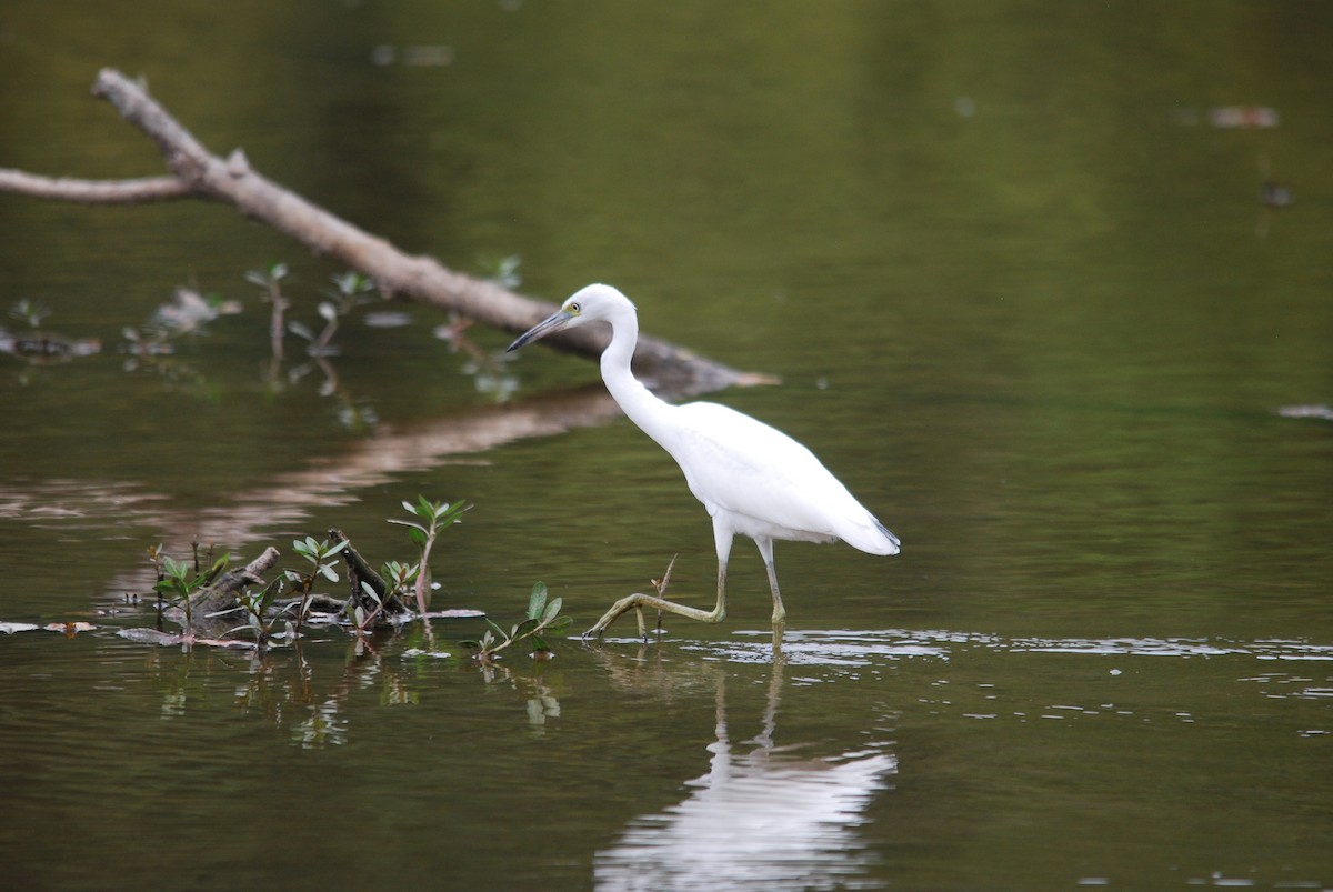 Little Blue Heron - ML476530361